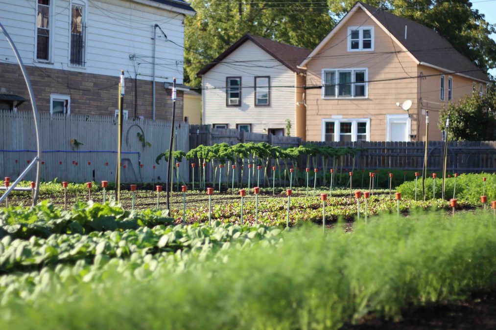 This West Side Farm is Making Some of Buffalo's Freshest Pizza - Visit ...