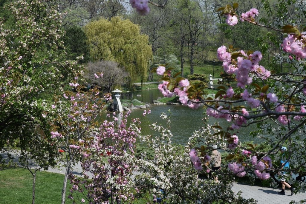 Event Buffalo Cherry Blossom Festival Visit Buffalo Niagara