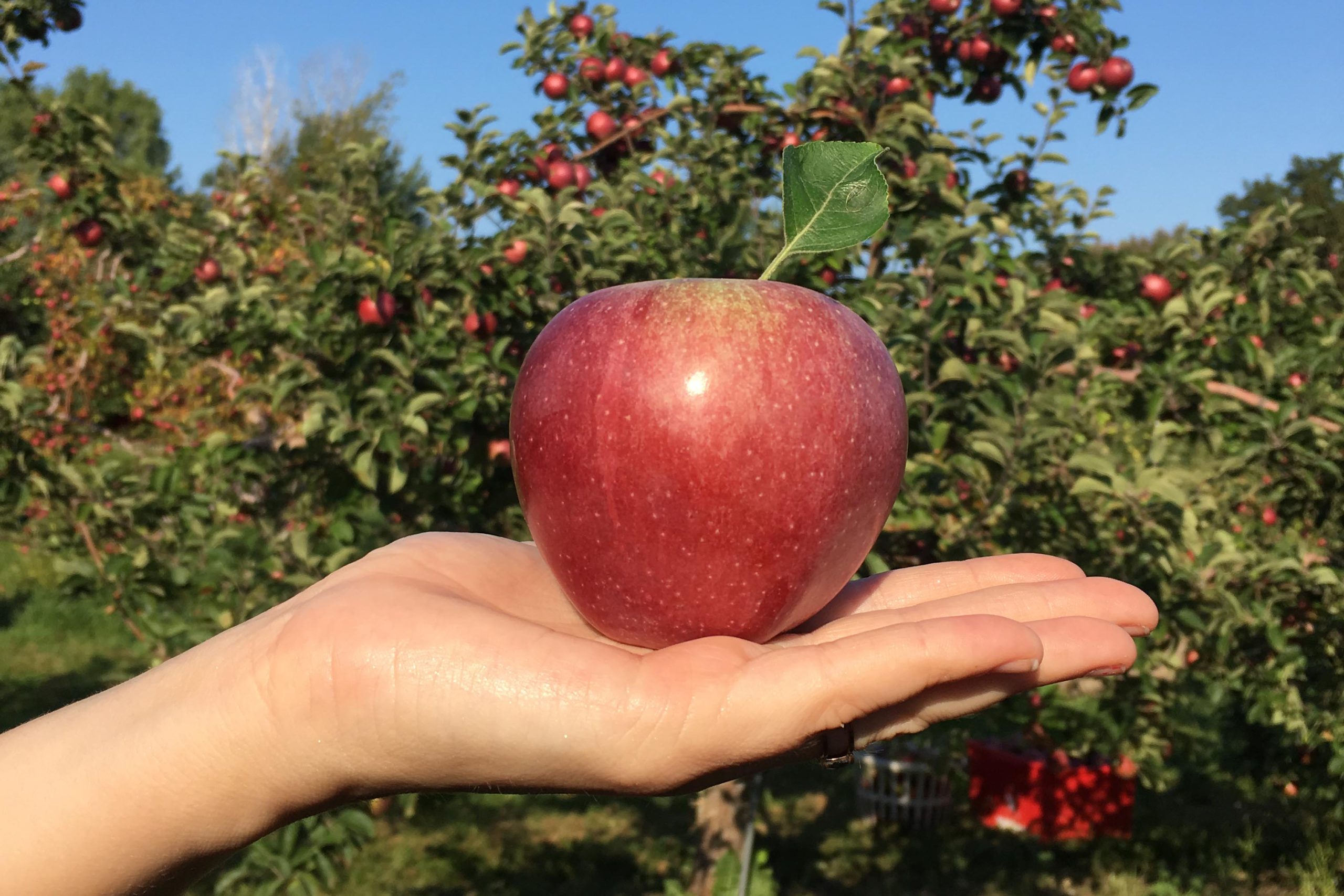 Apple Picking In The Hood River Fruit Loop Oregon, 59 OFF